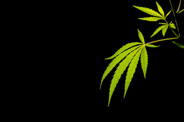 Open sheet of cannabis on a black background.Openwork sheet of hemp.Medicinal herb of the southern region.Light draws the texture of the sheet.Openwork, large, spicy leaf.Shadow and light.