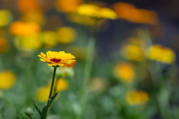 Marigold flowers on a summer sunny day on the lawn. Medicinal plants. Calendula flowers