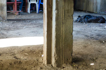 A black dog chewing a bone on the floor