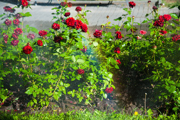 Fototapeta na wymiar Watering lawn and rose flowers in the morning in park
