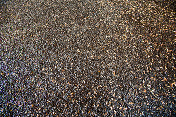 Sunflower seeds in storage