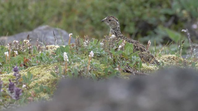 Ptarmigan, Female and chicks, &Uacute;lfsvatn, Iceland
