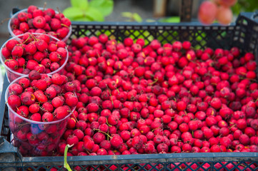 The harvest of hawthorn.