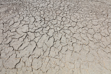 Parched soil in the wild