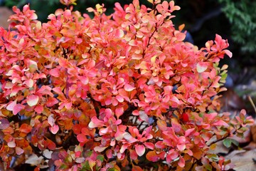 The bright colors of the barberry in autumn