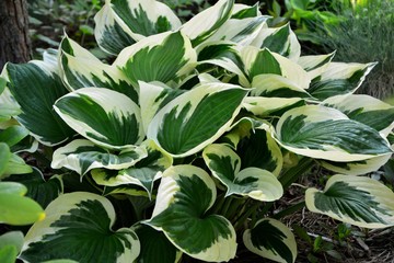 Amazing beauty hosta with green and white leaves in the garden close-up. - obrazy, fototapety, plakaty