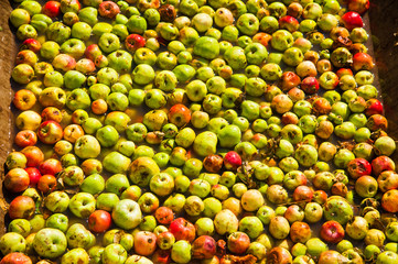 Ripe apples being processed and transported in an industrial production facility