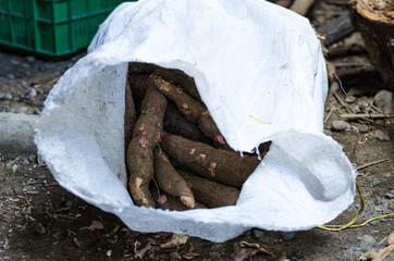 Cassava, also called manioc, yuca, balinghoy, mogo, mandioca, kamoteng kahoy, tapioca and manioc root, a woody shrub of the Euphorbiaceae family native to South America. Photo taken in Peru