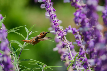 Magnificent hummingbird eating along the Salvia officinalis flowers