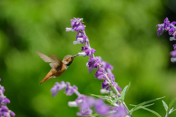 Magnificent hummingbird eating along the Salvia officinalis flowers