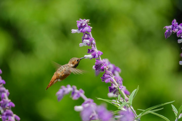 Magnificent hummingbird eating along the Salvia officinalis flowers