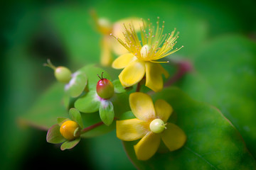 Mental health natural plant remedy. St Johns Wort flower. Selective soft focus close-up.