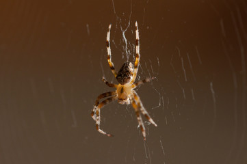 Spider in the net .Spider background.Insect