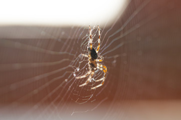 Spider in the net .Spider background.Insect