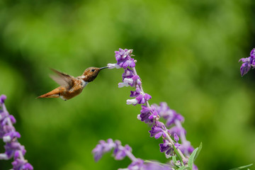Magnificent hummingbird eating along the Salvia officinalis flowers