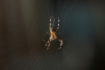 Spider in the net .Spider background.Insect