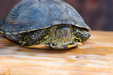 closeup of turtle