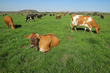 Fototapeta na wymiar Dairy cows grazing and resting on lush green pasture of a rural farm.