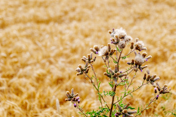 Beautiful Close-up sunny view of golden ears of wheat on Agriculture Cereal field  with background of farm atmosphere with golden light.