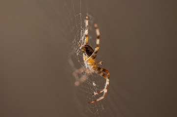 Spider in the net .Spider background.Insect