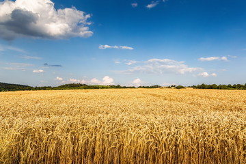 Wheat crop field sunset landscape