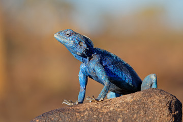 Naklejka na ściany i meble Male southern rock agama (Agama atra) in bright breeding colors, Namibia.