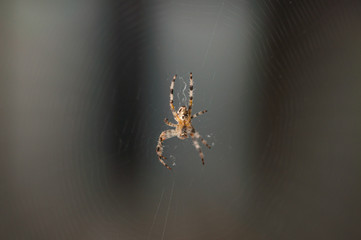 Spider in the net .Spider background.Insect