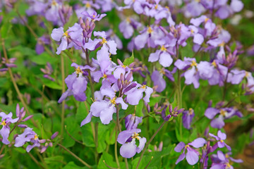 Violaceus in a garden