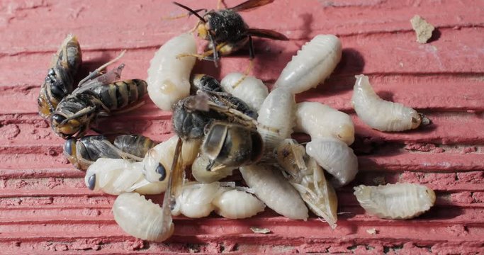  Larves de frelons en gros plan