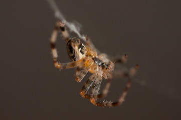 Spider in the net .Spider background.Insect