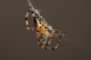 Spider in the net .Spider background.Insect