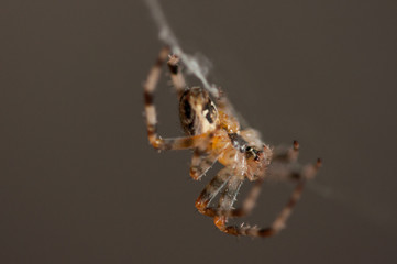 Spider in the net .Spider background.Insect