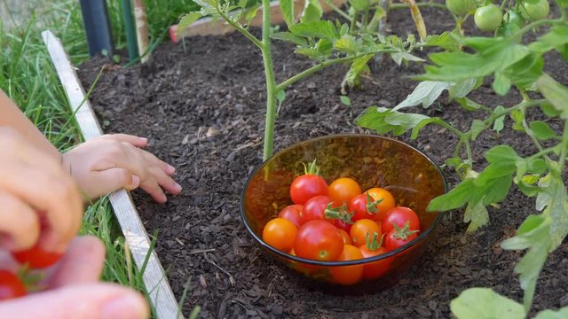 Young girl hands collecting small red ripe cherry tomatoes from her mothers hand, filling a glass bowl with them, and then picking th bowl, in a vegetable organic home made garden.