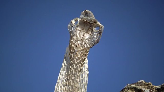 The dice snake (Natrix tessellata). Water snake skin. The water snake shed.