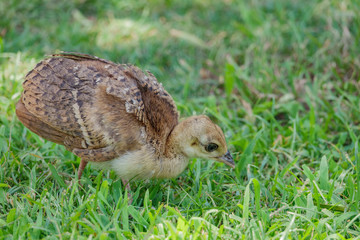 Close up shot of baby peacock on meadow