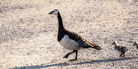 Goose