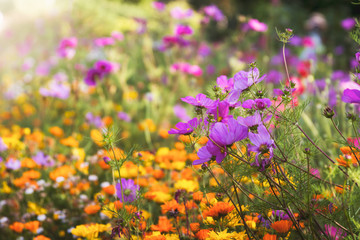 Beautiful field of wild flowers of orange yellow and purple bright colors; Wild flower garden of...