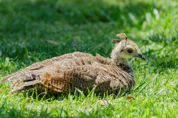 Close up shot of baby peacock on meadow