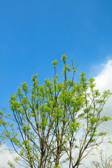 Branches of Sophora japonica