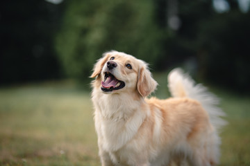 portrait of golden retriever