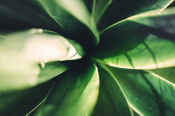 Obraz premium Hojas de planta