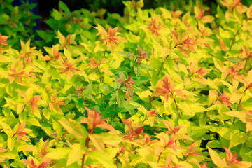 Leaves of green plants