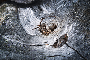 abstract detail structure on old wood stump