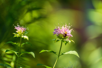 Bee on a pink monarda flower