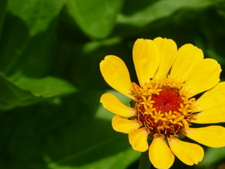 Yellow Garden Zinnia 