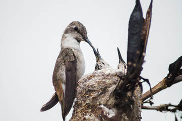Colibrí alimentando