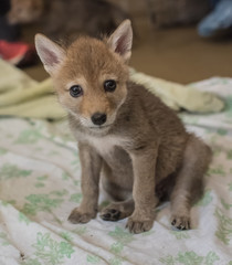 Coyote pup