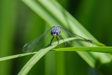 Close up shot of a blue dragonfly resting