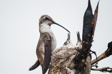Colibrí y crías © Fabio