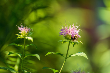 Bee on a pink monarda flower